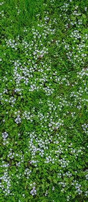 Цветник Цв003