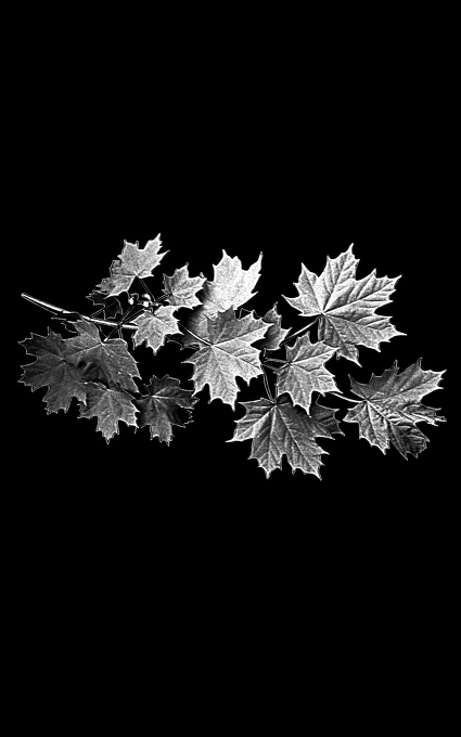 Цветы на памятник 033